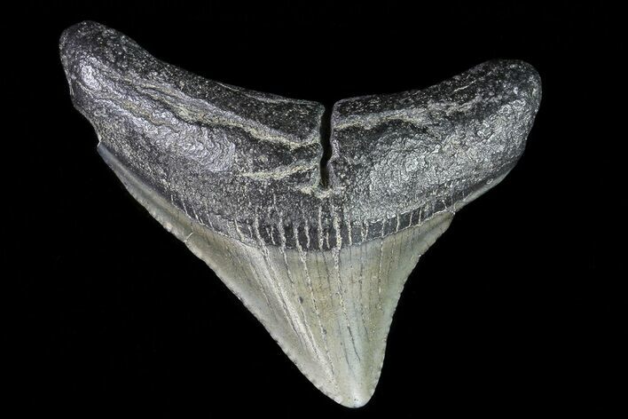 Juvenile Megalodon Tooth - Georgia #75331